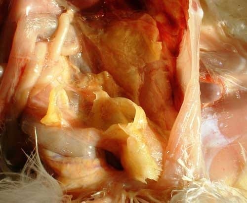 Alternativas en la Prevención y Tratamiento de los Micoplasmas Aviares - Image 4