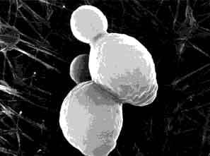 Las Levaduras para la Alimentación de los porcinos (Saccharomyces Cerevisiae) - Image 2
