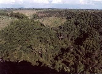 Importancia de los murciélagos en la agricultura y en la vida del hombre… - Image 4