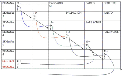 Manejos en cunicultura - Image 1