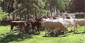 Manejo y Alimentación de las Novillas de Reemplazo - Image 1