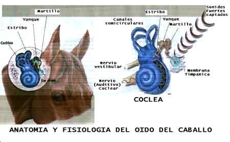 El oído del caballo - Image 2