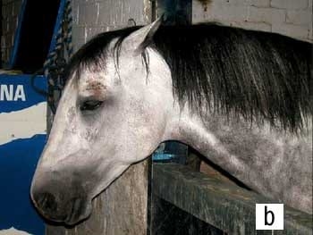 El oído del caballo - Image 4
