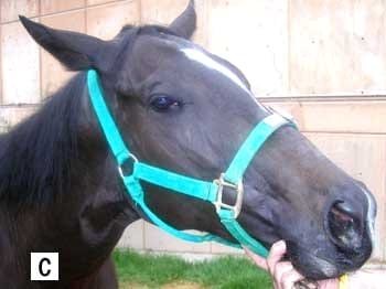 El oído del caballo - Image 5