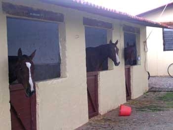El oído del caballo - Image 6