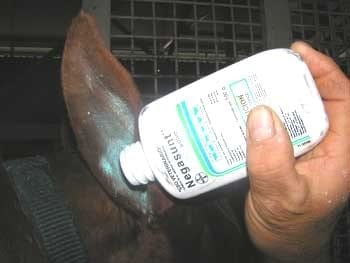 El oído del caballo - Image 7