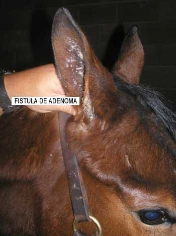 El oído del caballo - Image 9