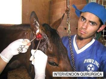 El oído del caballo - Image 10