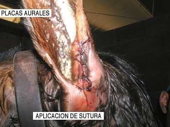 El oído del caballo - Image 11