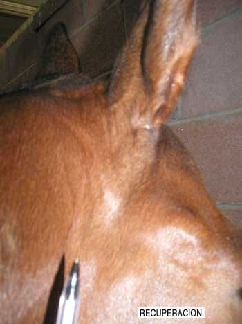 El oído del caballo - Image 12