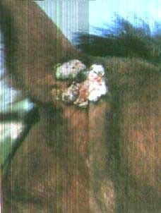 El oído del caballo - Image 13
