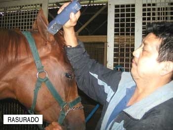 El oído del caballo - Image 14