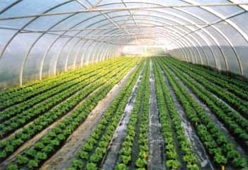 Ozonoterapia una opción para el sector agropecuario - Image 3