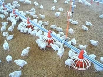 Ozonoterapia una opción para el sector agropecuario - Image 8