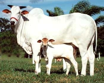 Ozonoterapia una opción para el sector agropecuario - Image 9