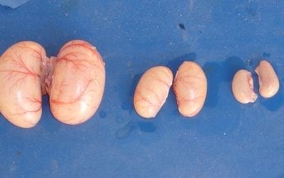 Conceptos y consejos para optimizar el rendimiento del gallo reproductor pesado - Image 2