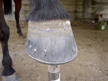 Relación palanca-apoyo: Clave para prevenir lesiones irreversibles en el pie del caballo - Image 5