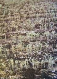 Plagas en Soja - Image 6