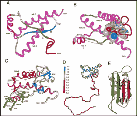 Las enfermedades Prion o Encefalopatías Espongiformes Transmisibles - Image 3