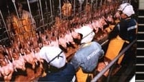 Problemas del pollo de engorde antes y después del beneficio (pollo en canal). Primera parte. - Image 6