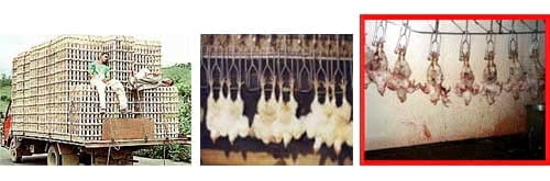 Problemas del pollo de engorde antes y después del beneficio (pollo en canal). Primera parte. - Image 2