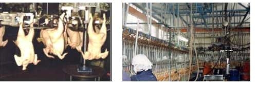 Problemas del pollo de engorde antes y después del beneficio (pollo en canal). Primera parte. - Image 3
