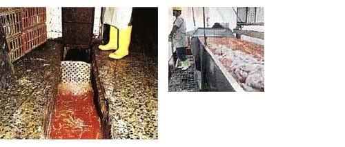 Problemas del pollo de engorde antes y después del beneficio (pollo en canal). Primera parte. - Image 4