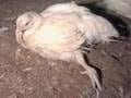 Problemas del pollo de engorde antes y después del beneficio (pollo en canal). Primera parte. - Image 7