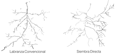 Resistencia al desprendimiento de plántulas de alfalfa en implantación - Image 2