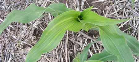 Respuesta del Maíz a la Fertilización Complementaria mediante el agregado de Nutrientes por vía Foliar - Image 5