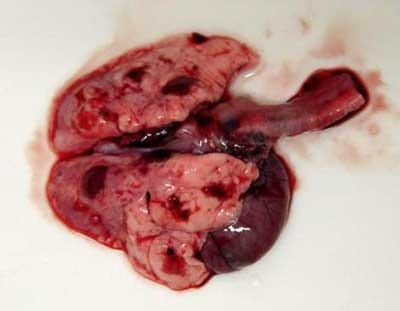 Enfermedad Vírica Hemorrágica del Conejo - Image 3