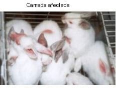 Dermatofitosis del conejo, micosis o tiña - Image 5
