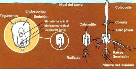 Sembradoras para Siembra Directa - Image 9