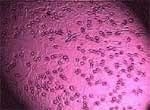 Conservación de la calidad del Semen: Diluyentes, Empaque, Temperatura y Transporte - Image 3