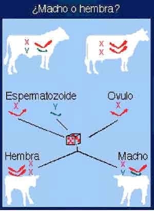 El sexaje del semen de toro: ¿sueño o realidad? - Image 1