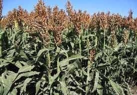 El silaje de Sorgo y Maíz permite intensificar la producción de carne bovina - Image 1