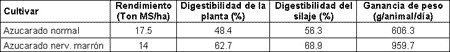 El silaje de Sorgo y Maíz permite intensificar la producción de carne bovina - Image 5