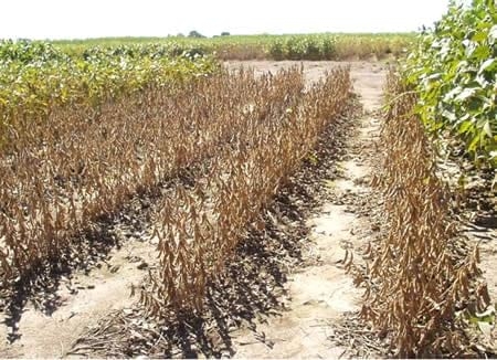 Soja. Caracterización de la respuesta termo-fotoperiódica de cultivares de ciclo corto - Image 4