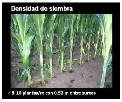 La opción: Sorgo para silo - Image 2