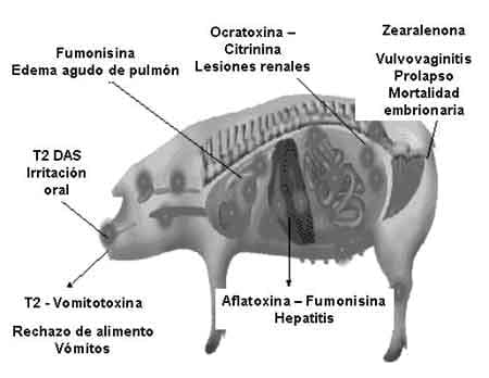 Niveles de Micotoxinas y Síntomas - Image 3
