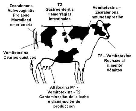 Niveles de Micotoxinas y Síntomas - Image 4