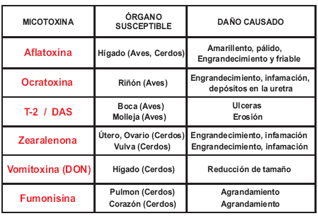 Organos susceptibles - Clave en la eficacia de un adsorbente de micotoxinas - Image 2