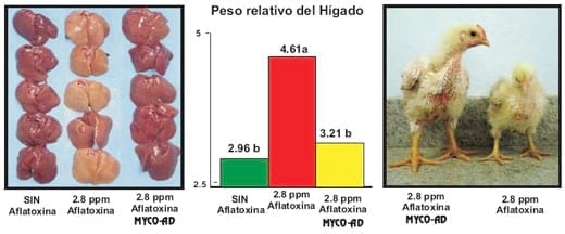 Organos susceptibles - Clave en la eficacia de un adsorbente de micotoxinas - Image 4
