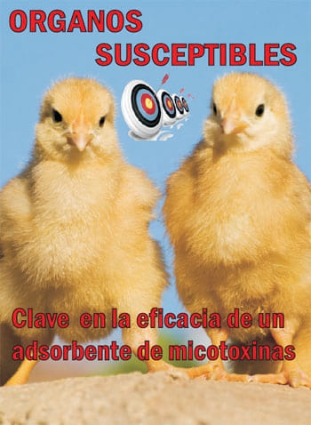 Organos susceptibles - Clave en la eficacia de un adsorbente de micotoxinas - Image 1