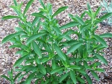 Stevia Rebaudiana. Endulzante natural - Image 1