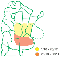 TOB 48 W. Sorgo Blanco.Tobin SRL - Image 2