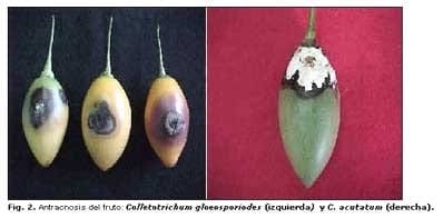 Diagnóstico de las enfermedades del Tomate de Arbol en los estados de Aragua y Miranda, Venezuela - Image 2