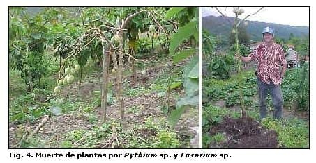 Diagnóstico de las enfermedades del Tomate de Arbol en los estados de Aragua y Miranda, Venezuela - Image 4