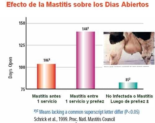 La Mastitis afecta el desempeño reproductivo del Hato Lechero - Image 1