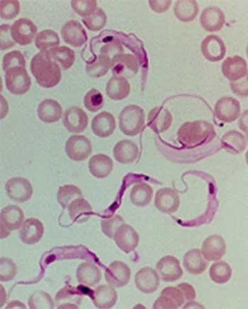Tripanosomiasis bovina enfermedad hemoparasitaria de las regiones tropicales de Centro y Suramérica. - Image 1